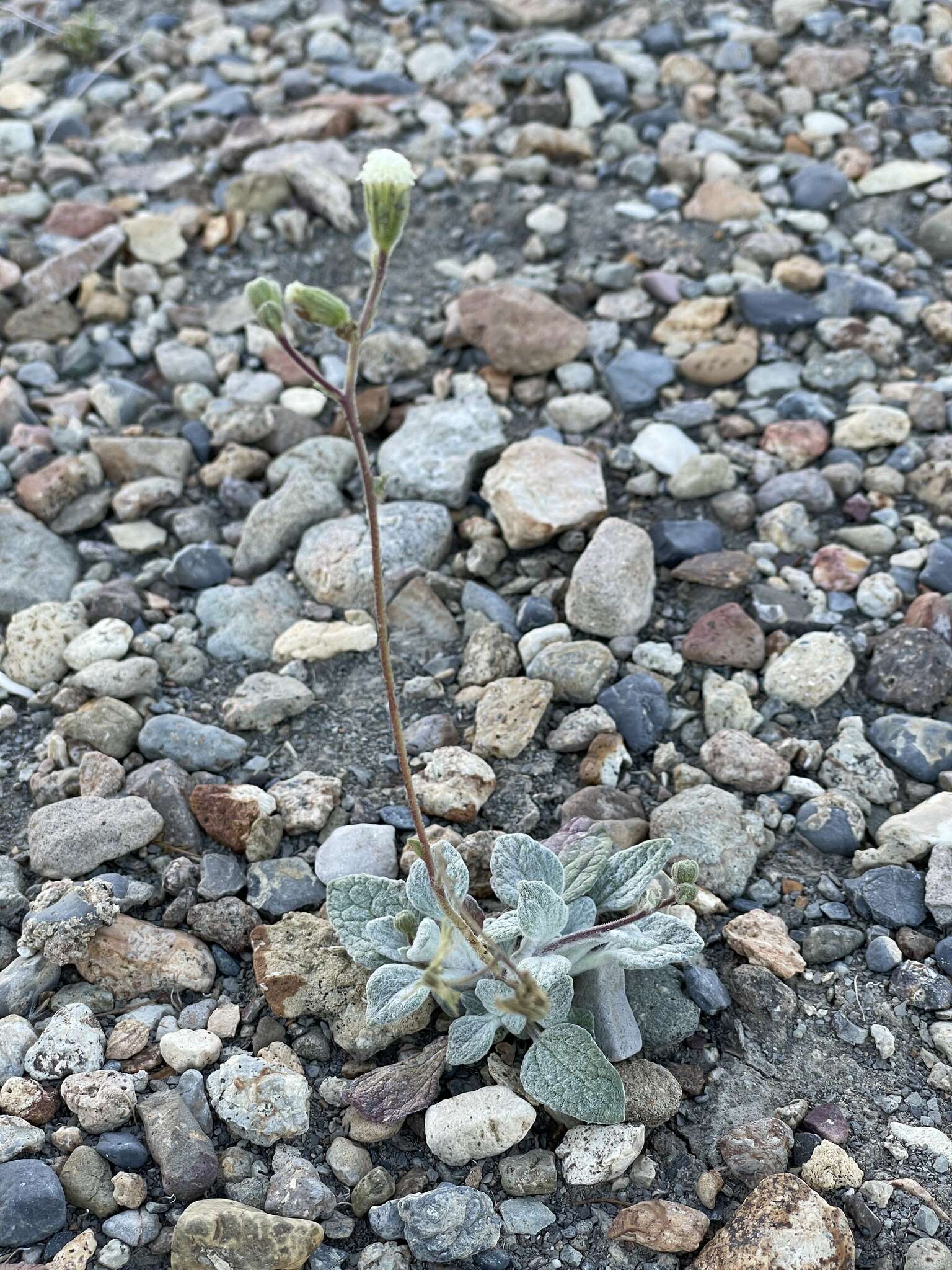 Слика од Psathyrotopsis scaposa (A. Gray) H. Rob.