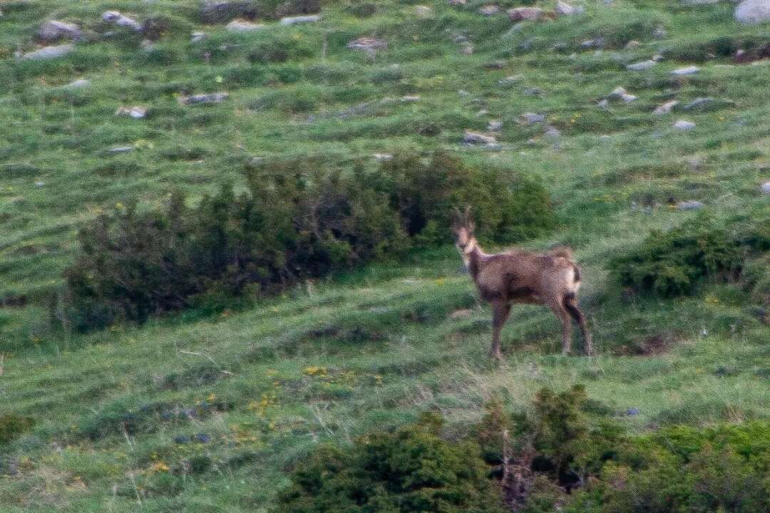 Image of Abruzzo Chamois