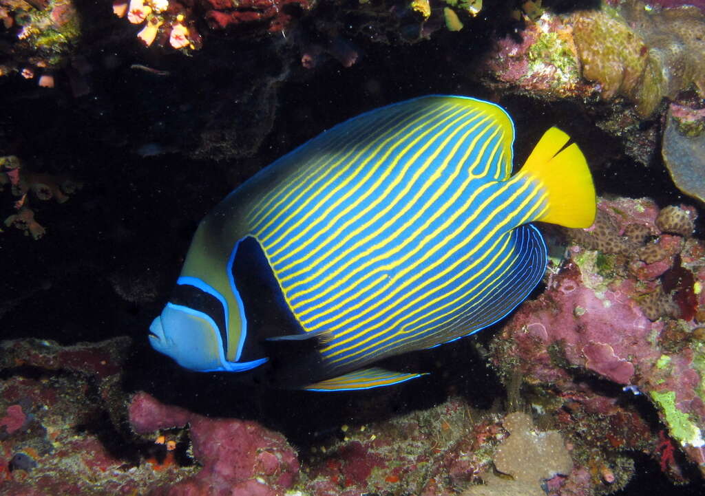 Image of Angelfish