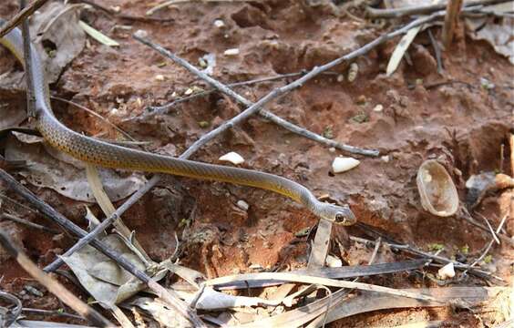 Imagem de Demansia angusticeps (Macleay 1888)