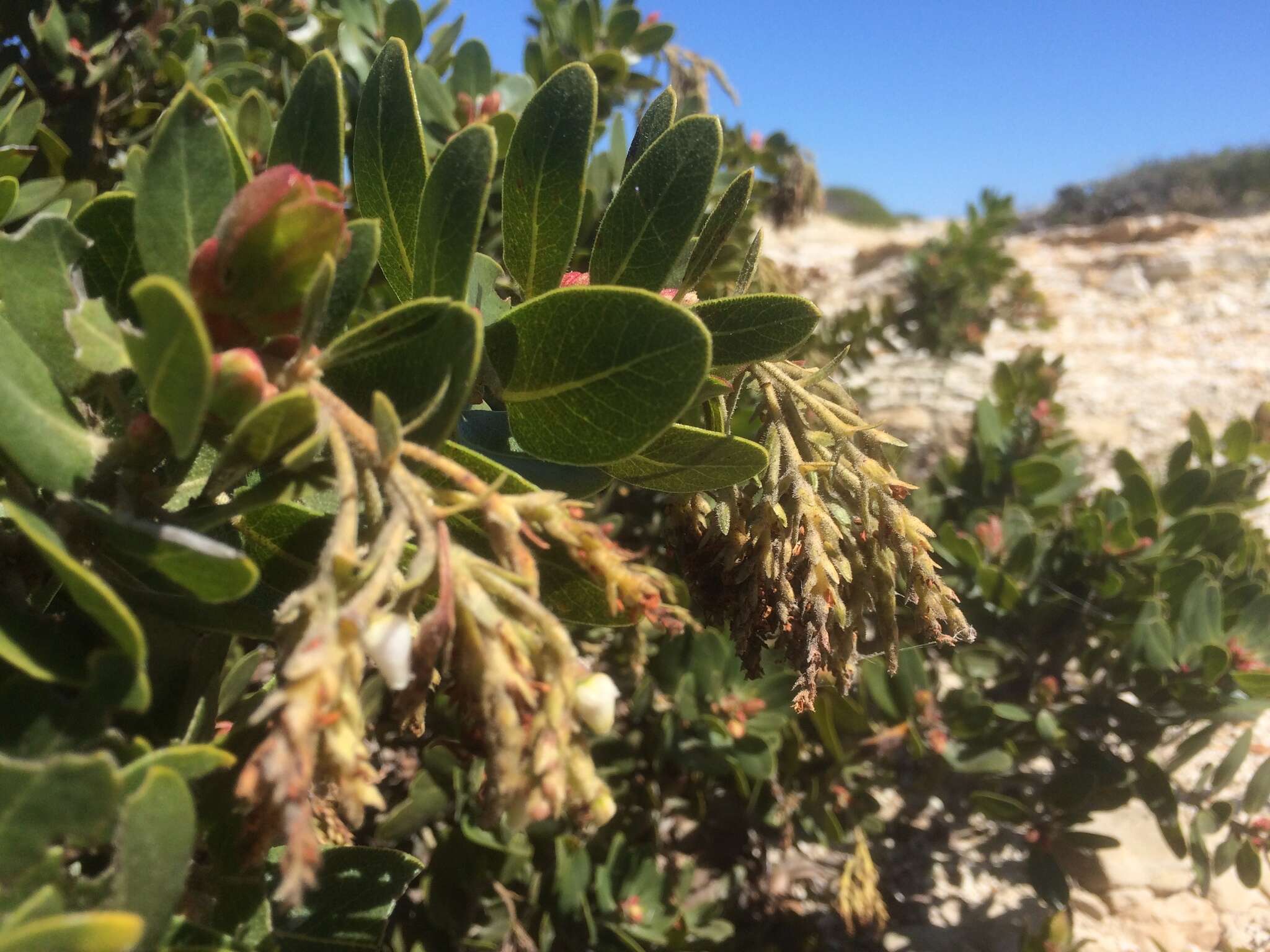 Image of Santa Rosa Island manzanita