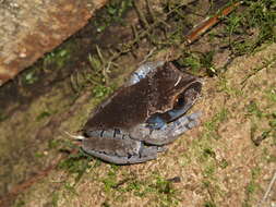 Image of Coronated Treefrog