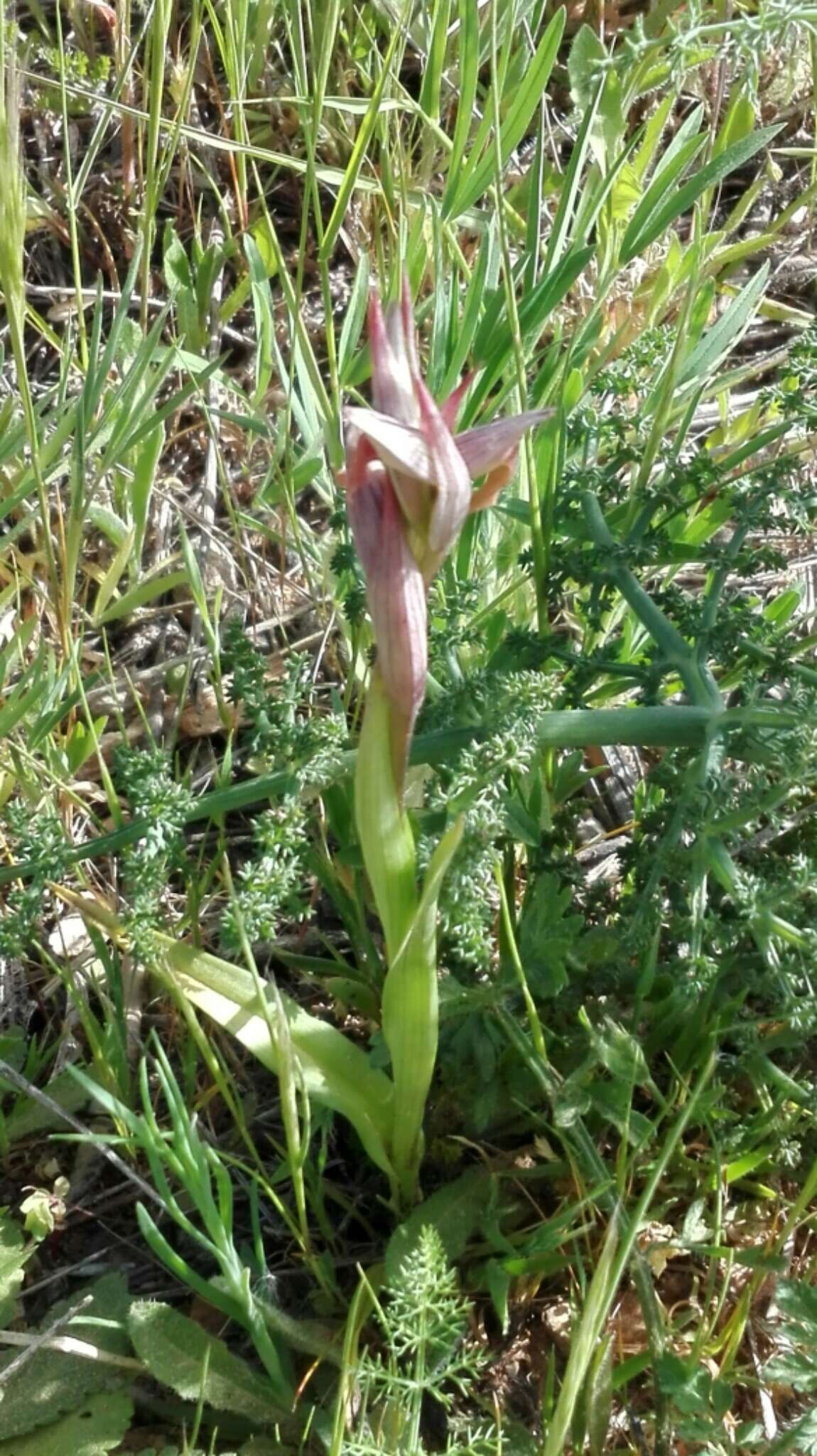 Image of Small-flowered serapias