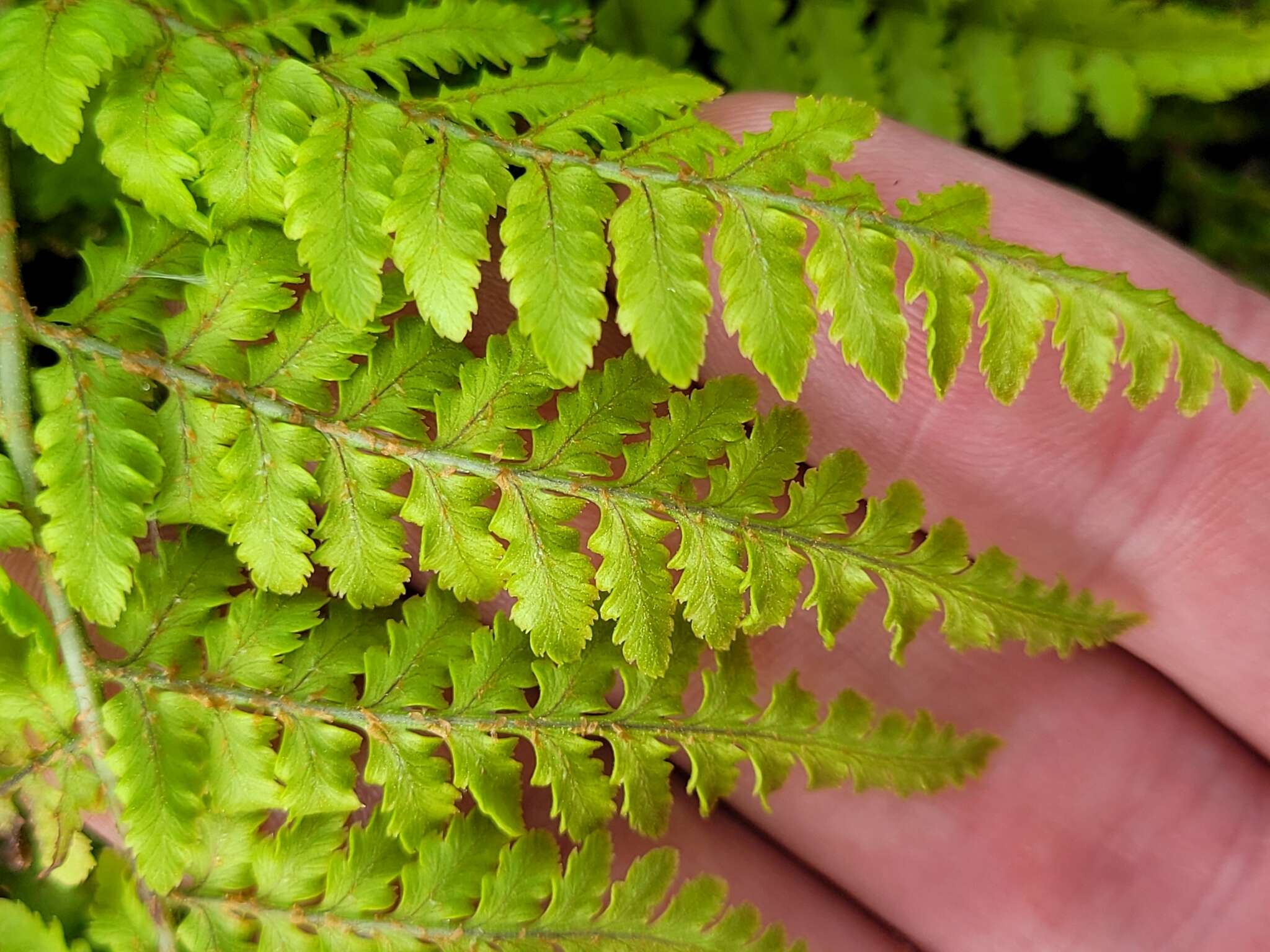 Imagem de Dryopteris aemula (Ait.) O. Kuntze