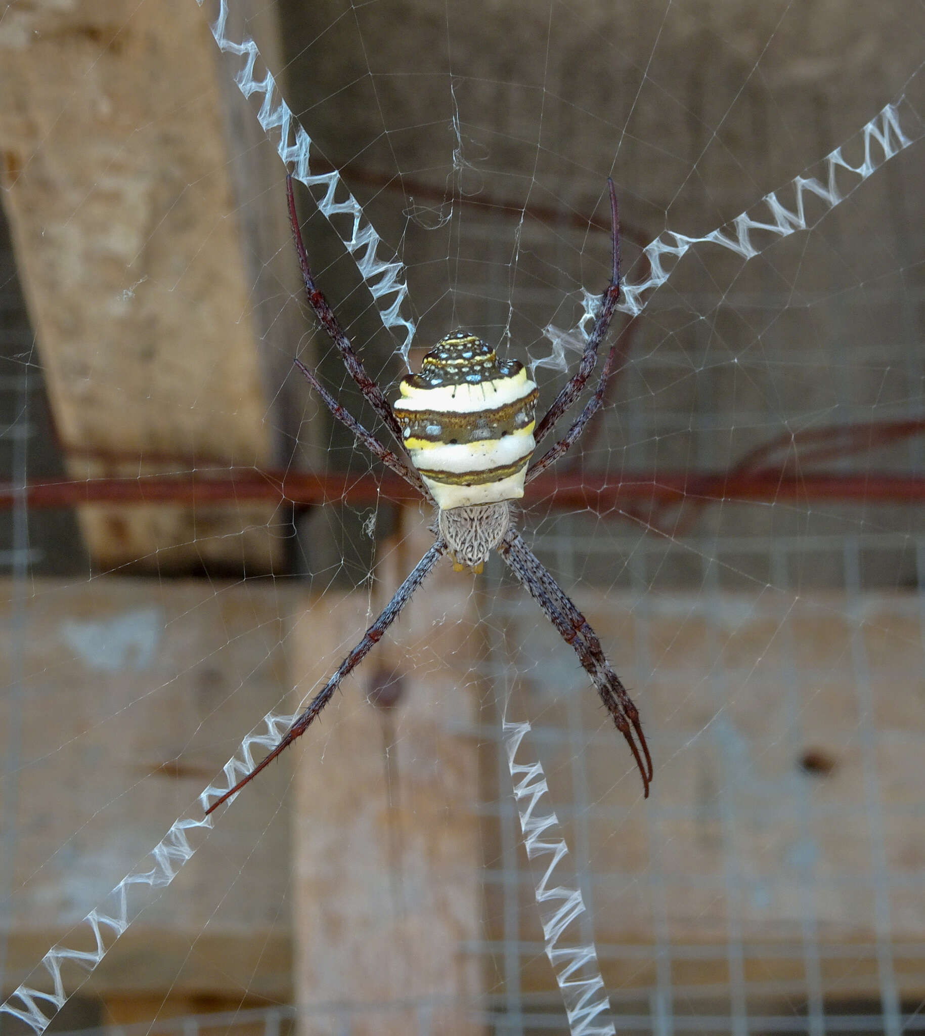 Image of Multi-coloured St Andrew's Cross Spider