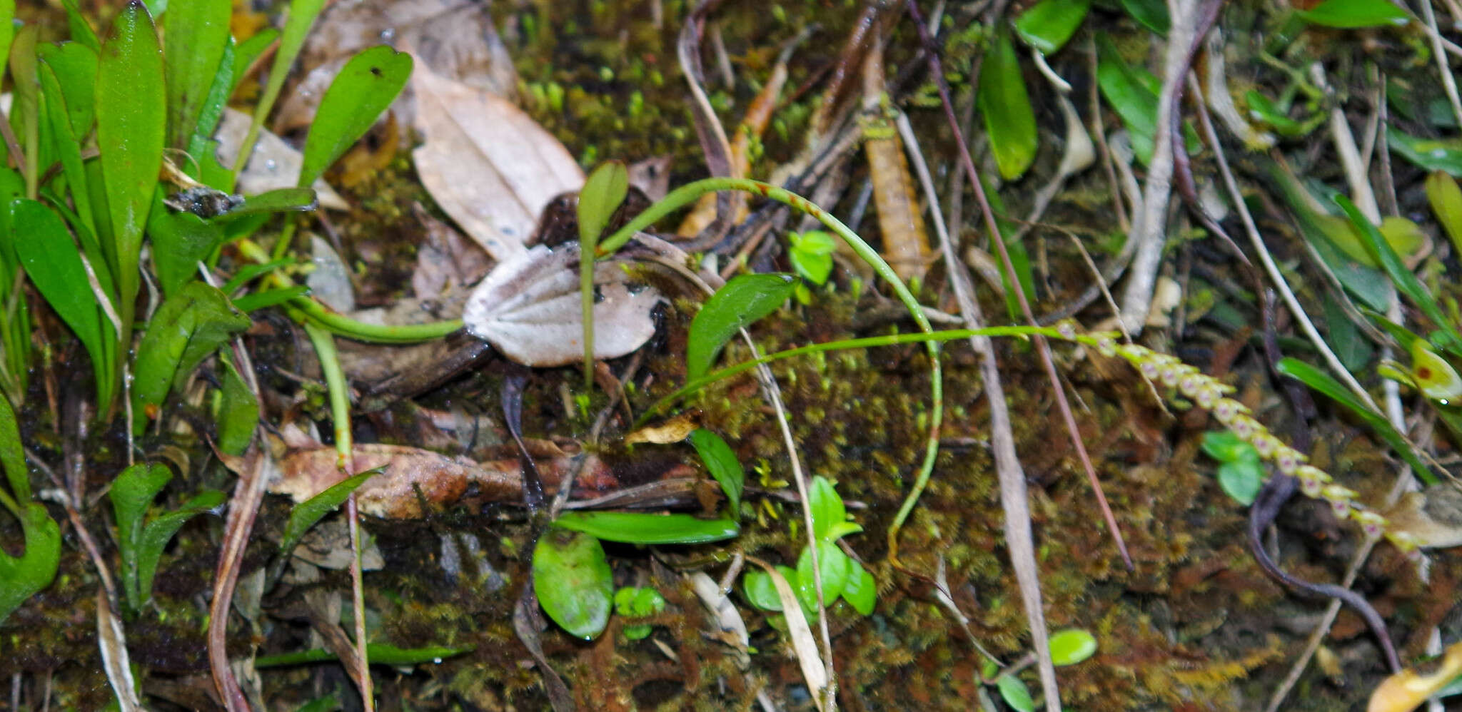 Image de Specklinia gracillima (Lindl.) Pridgeon & M. W. Chase