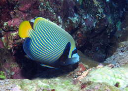 Image of Angelfish