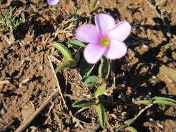 Image of Oxalis eckloniana var. sonderi Salter