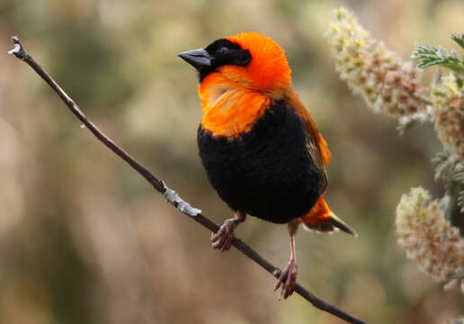 Image of Red Bishop