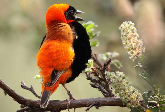 Image of Red Bishop