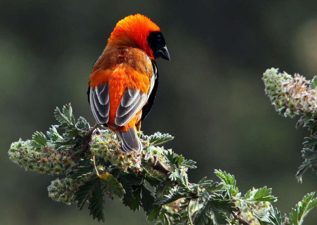 Image of Red Bishop