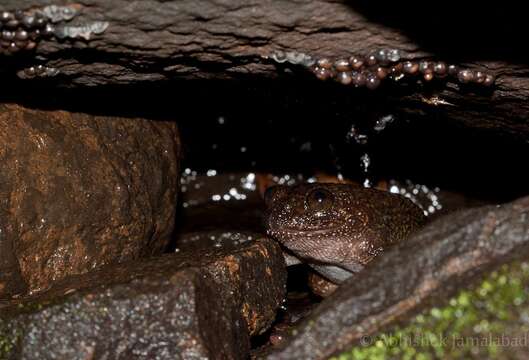 Image of Nyctibatrachus grandis Biju, Van Bocxlaer, Mahony, Dinesh, Radhakrishnan, Zachariah, Giri & Bossuyt 2011