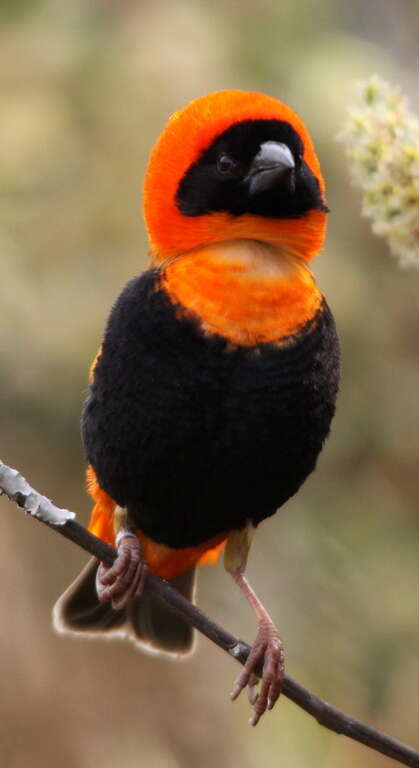 Image of Red Bishop