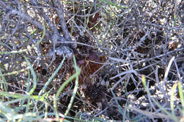 Image of Patent-leaf protea