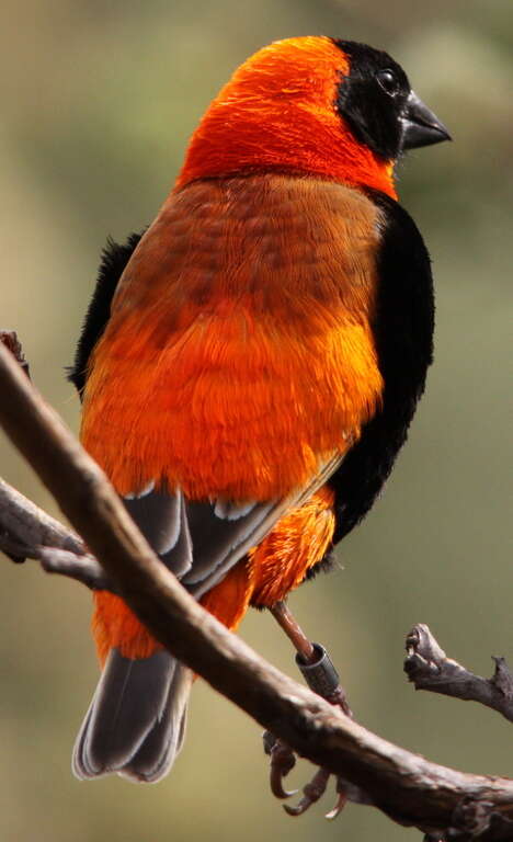 Image of Red Bishop