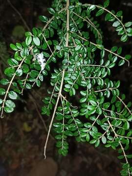 Image of Lonicera ligustrina Wall.