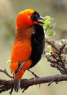 Image of Red Bishop