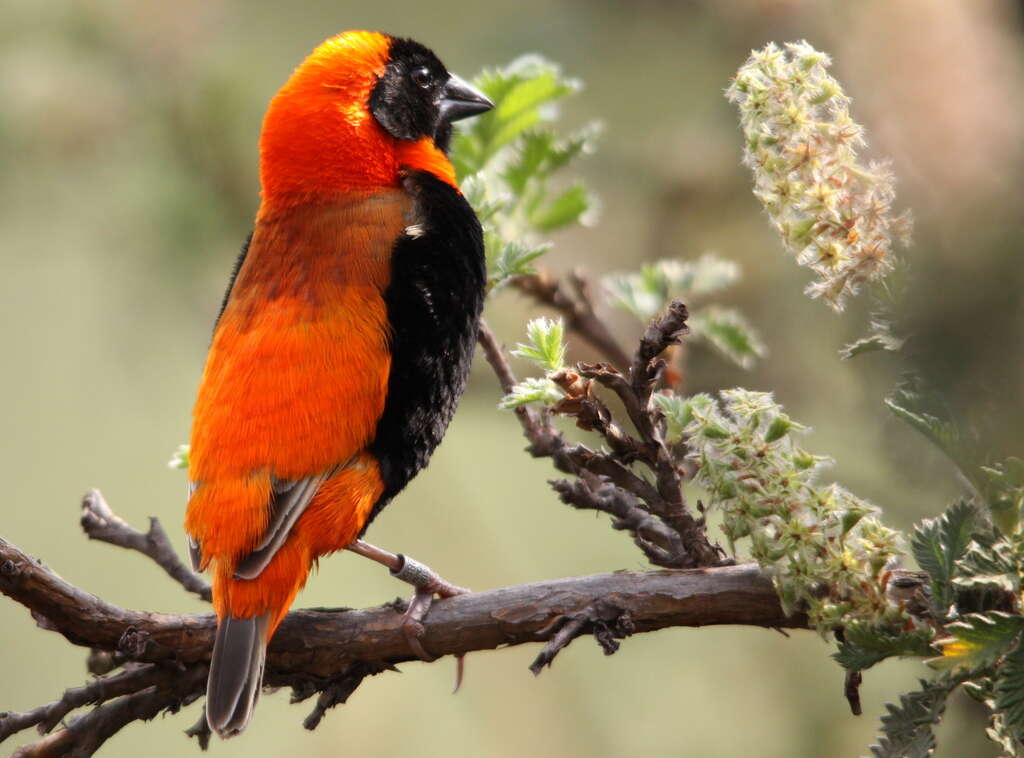 Image of Red Bishop