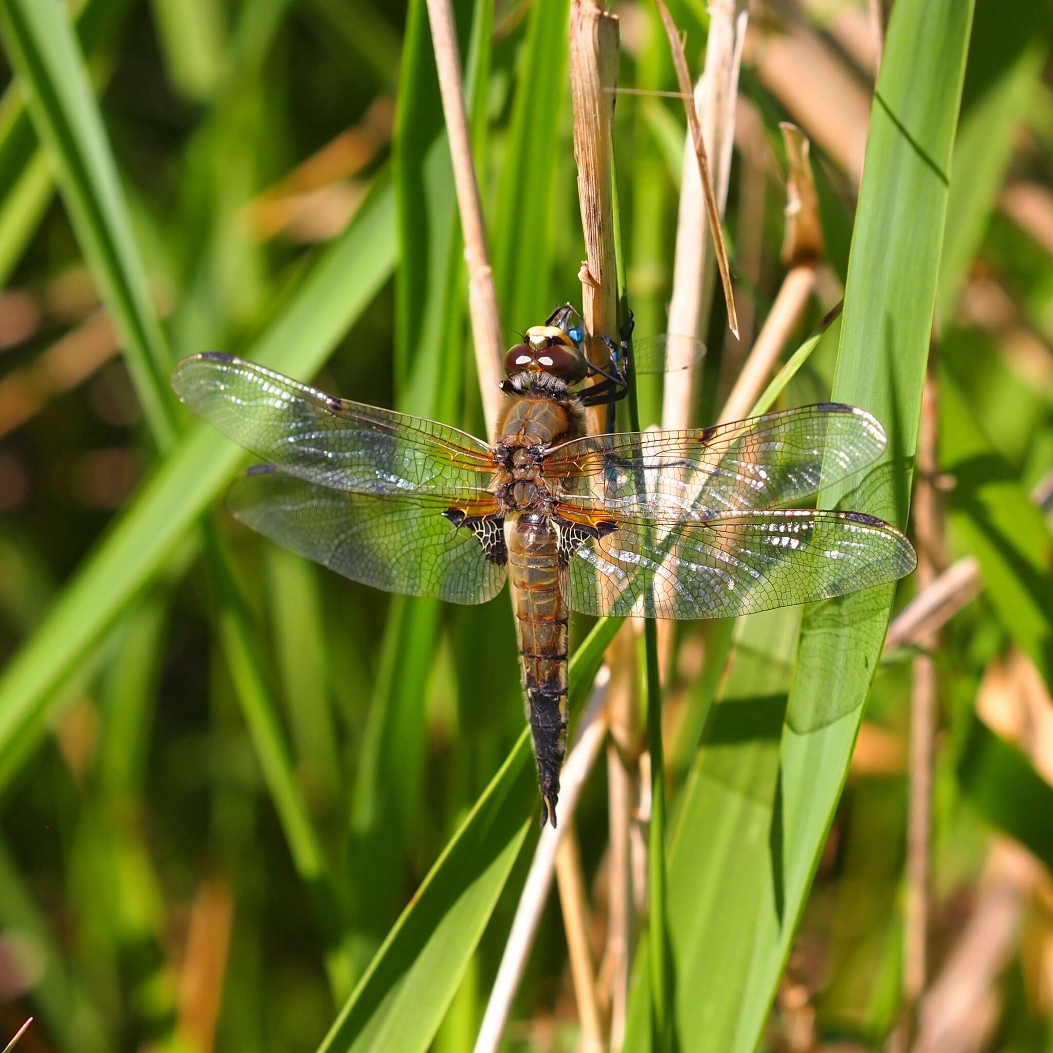 Image of Four-spotted Chaser