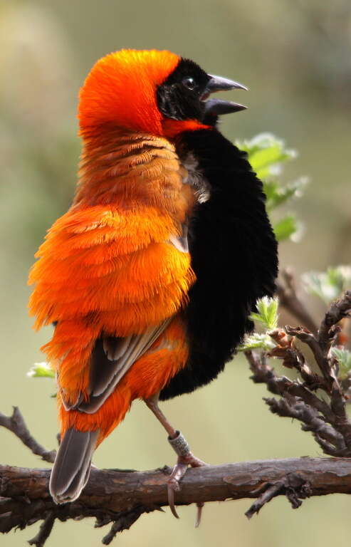 Image of Red Bishop