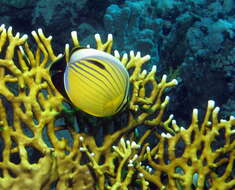 Image of Blacktail Butterflyfish