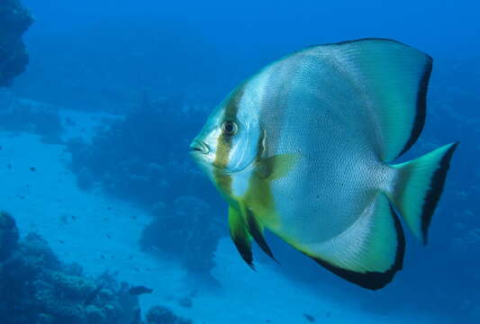 Image of Orbicular batfish