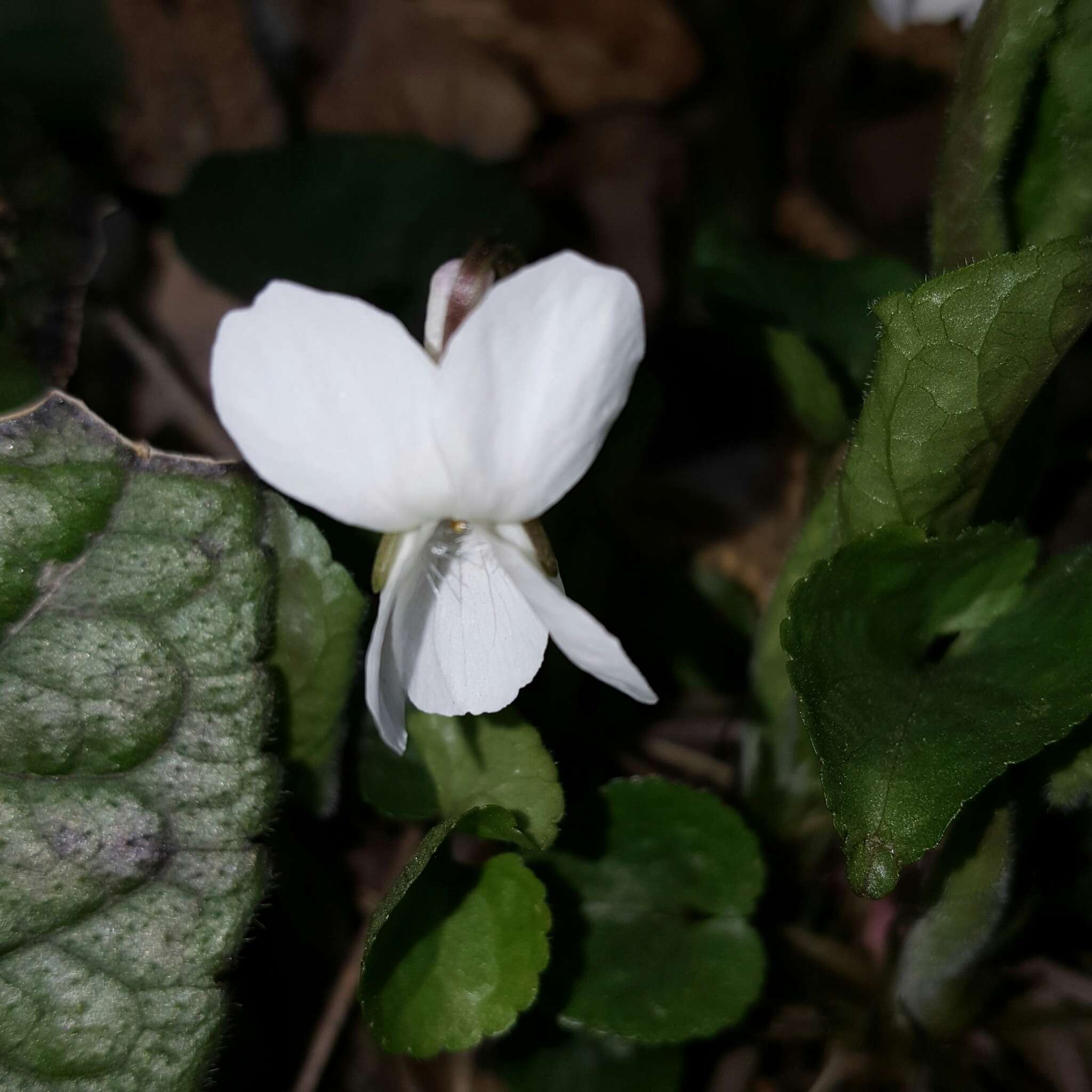 Image of White Violet