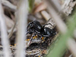 Image of Heliophanus chovdensis Prószyński 1982