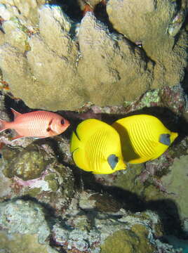 Image of Addis Butterflyfish