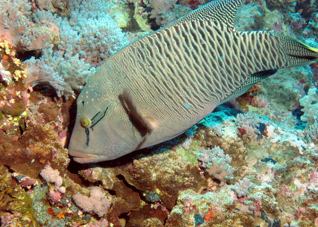 Image of Giant Wrasse