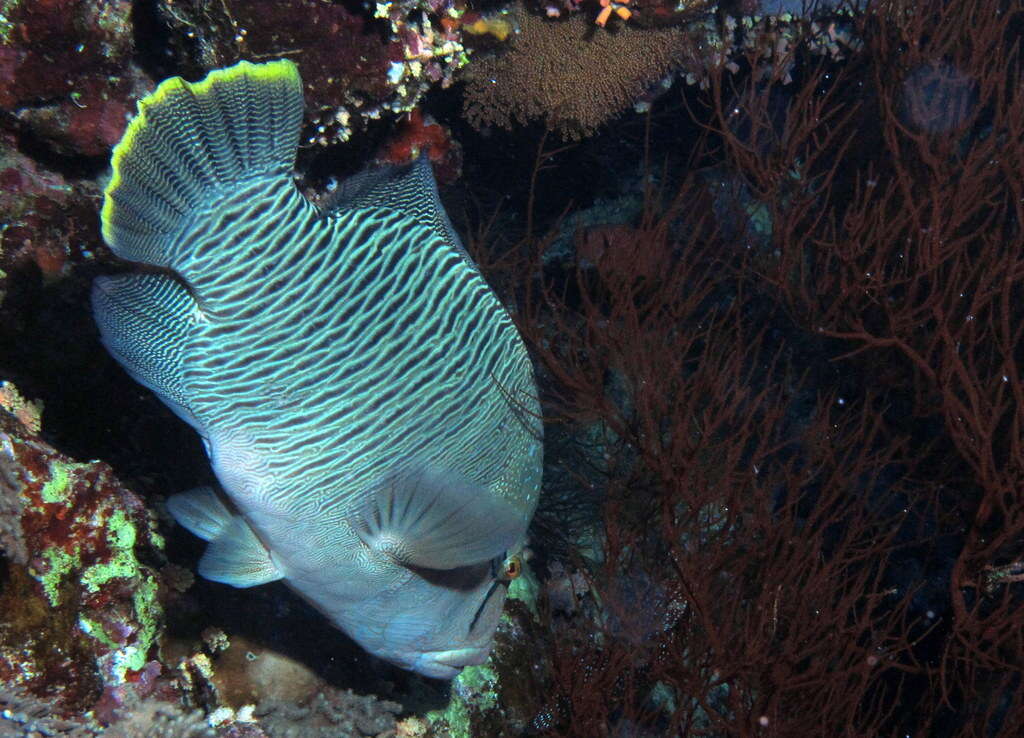 Image of Giant Wrasse