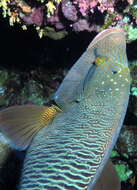 Image of Giant Wrasse