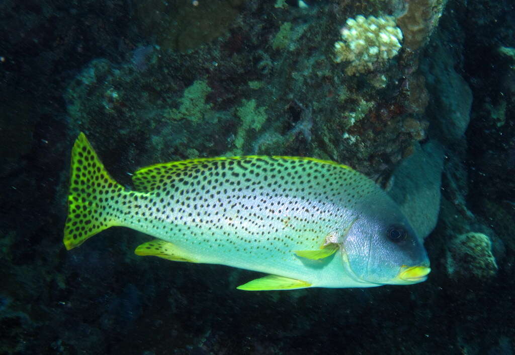 Image of Black-spotted grunt