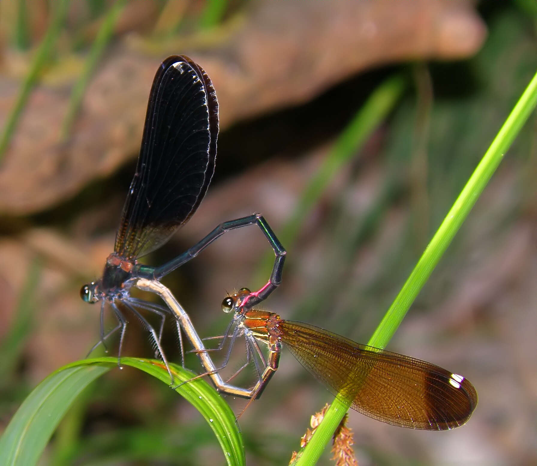 Image of Copper Demoiselle