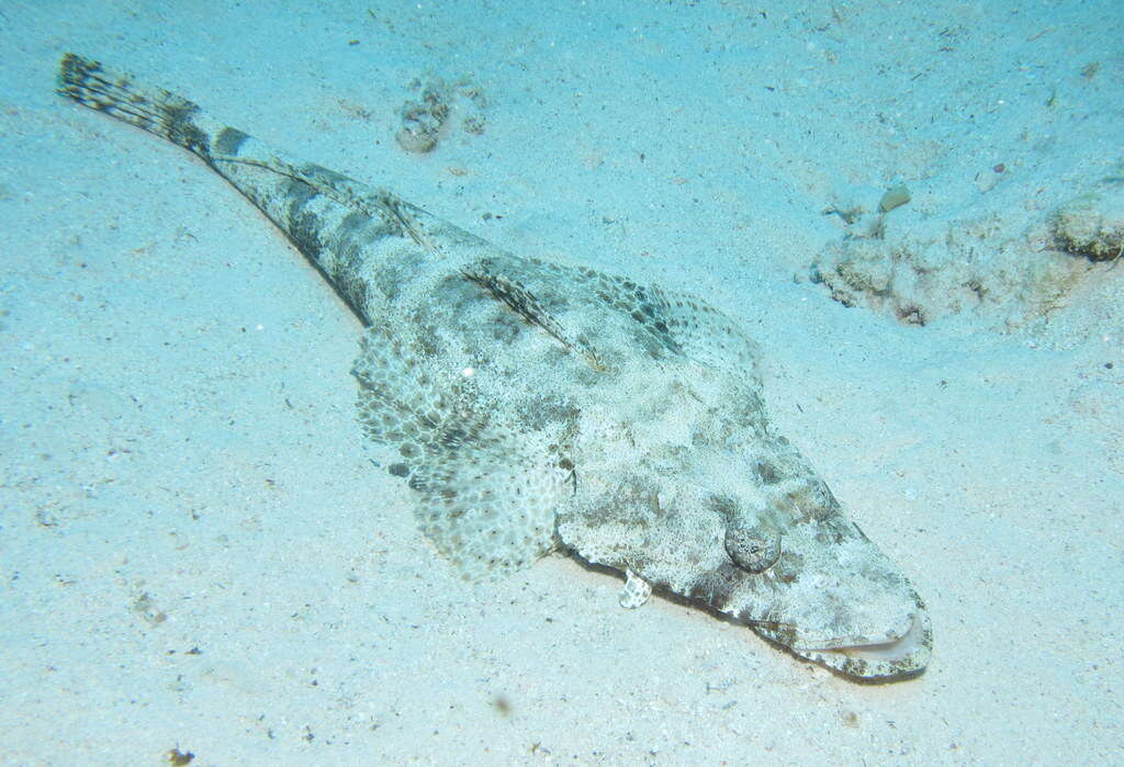 Image of Papilloculiceps