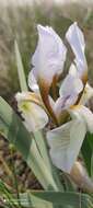 Image of Iris glaucescens Bunge