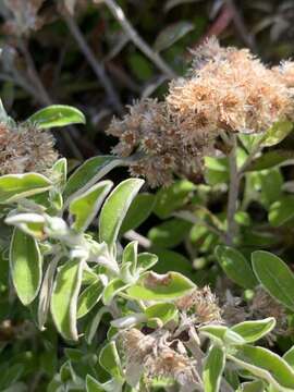 Image of Plecostachys polifolia (Thunb.) O. M. Hilliard & B. L. Burtt