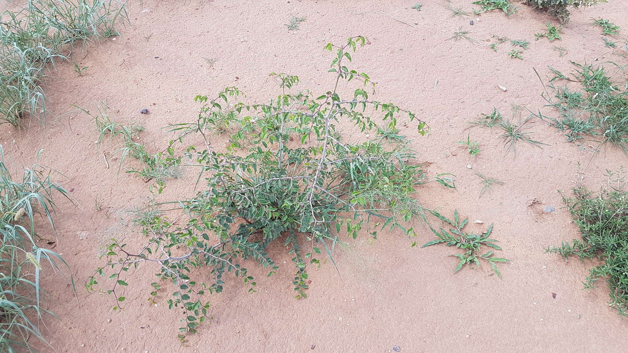 Image of Buffalo thorn