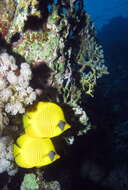 Image of Addis Butterflyfish