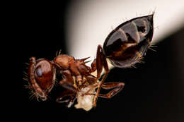 Image of Crematogaster coarctata Mayr 1870