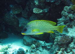 Image of Black-spotted grunt