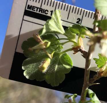 Image of straggly gooseberry