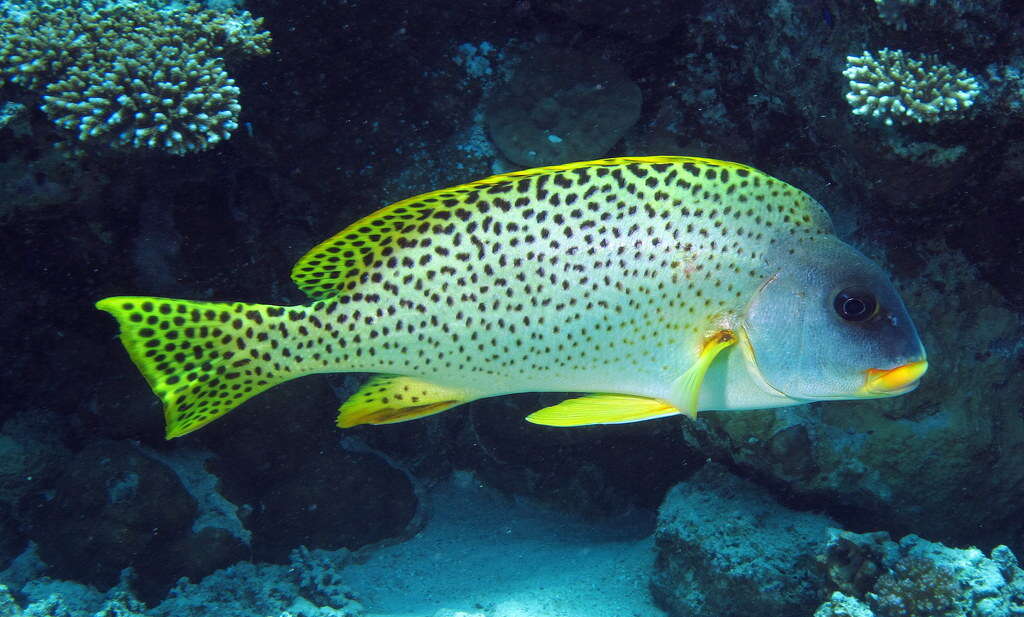 Image of Black-spotted grunt