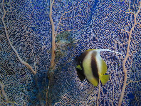 Image of Red Sea Bannerfish