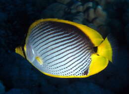 Image of Black-back Butterflyfish