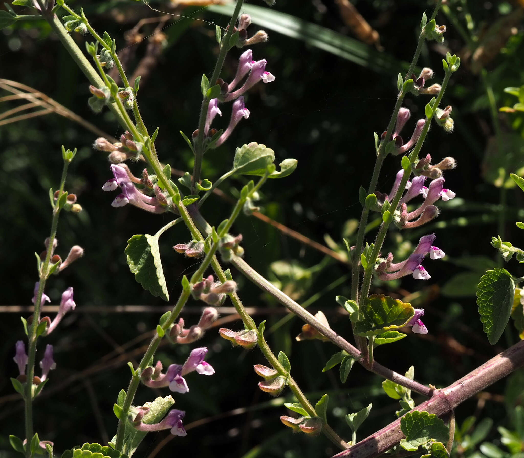 Image de Scutellaria brevibracteata Stapf