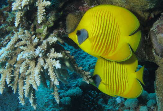 Image of Addis Butterflyfish