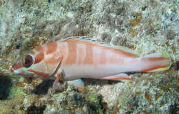 Image of Banded Reed Cod