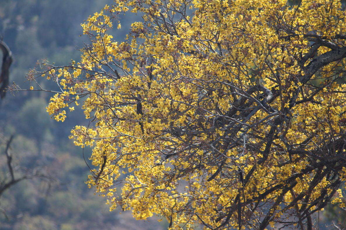 صورة Cassia abbreviata subsp. beareana (Holmes) Brenan