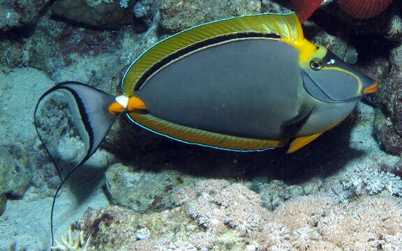 Image of Elegant Unicornfish